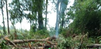 Dua Orang Tewas Tertimpa Pohon, Bupati Sekadau Ingatkan Warga Ancaman Angin Kencang