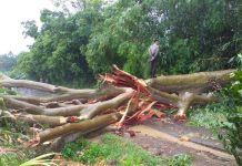 Pohon Tumbang, Akses Jalan Sekadau-Sintang Sempat Terputus