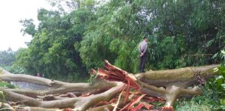 Pohon Tumbang, Akses Jalan Sekadau-Sintang Sempat Terputus