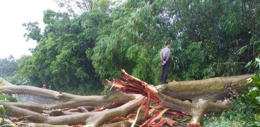 Pohon Tumbang, Akses Jalan Sekadau-Sintang Sempat Terputus