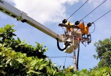 Jaga Keandalan Pasokan Listrik, Tim PDKB PLN Pontianak Pangkas Pohon Dekat Jaringan Listrik