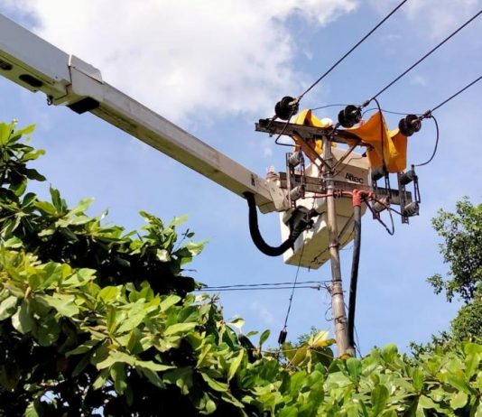 Jaga Keandalan Pasokan Listrik, Tim PDKB PLN Pontianak Pangkas Pohon Dekat Jaringan Listrik