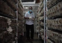 Dorong Peningkatan Usaha Budidaya Jamur Tiram Putih di Pontianak, PLN Kalbar Berikan Bantuan Senilai Rp. 100 Juta