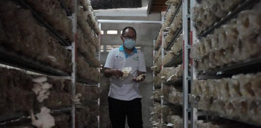 Dorong Peningkatan Usaha Budidaya Jamur Tiram Putih di Pontianak, PLN Kalbar Berikan Bantuan Senilai Rp. 100 Juta