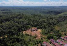 Jaga Ekosistem, PLN Gandeng Pramuka Tanam Pohon Produktif di Sanggau