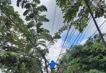 Cegah Terjadinya Gangguan Listrik, PLN UP3 Ketapang Rutin Lakukan Pemeliharaan Jaringan