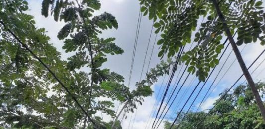 Cegah Terjadinya Gangguan Listrik, PLN UP3 Ketapang Rutin Lakukan Pemeliharaan Jaringan