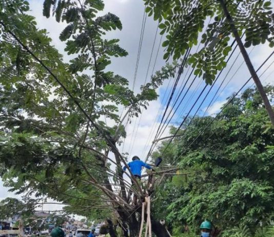 Cegah Terjadinya Gangguan Listrik, PLN UP3 Ketapang Rutin Lakukan Pemeliharaan Jaringan