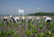 Tutup Rangkaian HUT ke 52, Astra Motor Tanam 10.000 Mangrove