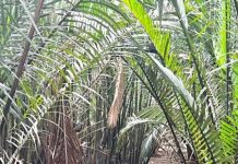 Lindungi Ekosistem dan Cegah Abrasi, Astra Motor Kalbar Tanam 500 Bibit Mangrove di Sungai Kupah