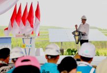 Presiden Jokowi Groundbreaking Pembangunan PLTS PLN 50 MW di IKN Nusantara, Hadirkan 100% Energi Bersih