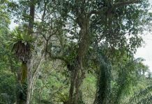 Asmo Kalbar Bersama Komunitas Gelar Honda Bikers Adventure Camp