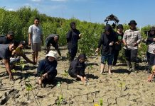Peduli Lingkungan, Asmo Kalbar Bersama Mahasiswa Fakultas Kehutanan Tanam 1000 Bibit Mangrove