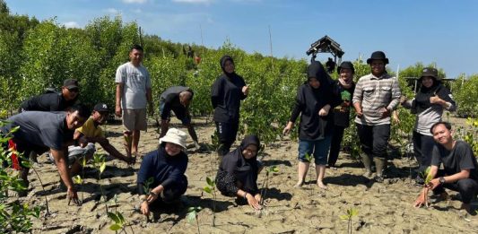 Peduli Lingkungan, Asmo Kalbar Bersama Mahasiswa Fakultas Kehutanan Tanam 1000 Bibit Mangrove