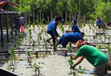 Astra Motor Kalbar Dukung Pelestarian Lingkungan dengan Tanam Pohon Mangrove