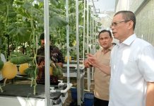 Panen Perdana, Asrama Berdampak Untan Mampu Hasilkan Melon Premiun di Lahan Terbatas