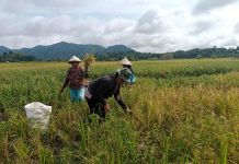 Perempuan Tangguh Bantu Menopang Ekonomi Keluarga dari Desa Sekabuk