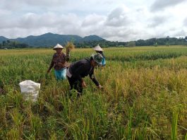 Perempuan Tangguh Bantu Menopang Ekonomi Keluarga dari Desa Sekabuk