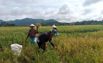 Perempuan Tangguh Bantu Menopang Ekonomi Keluarga dari Desa Sekabuk