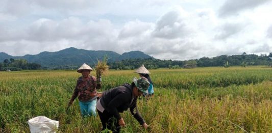 Perempuan Tangguh Bantu Menopang Ekonomi Keluarga dari Desa Sekabuk