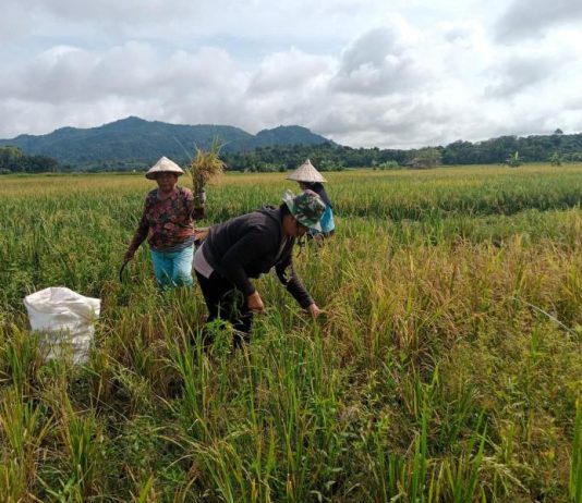 Perempuan Tangguh Bantu Menopang Ekonomi Keluarga dari Desa Sekabuk